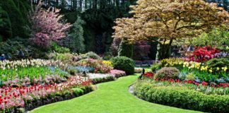 atlanta-jardinero_servicios