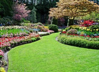 atlanta-jardinero_servicios