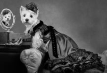 Americas-Top-Dog-Model