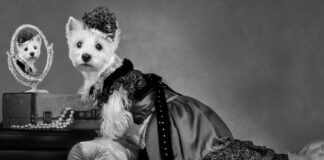 Americas-Top-Dog-Model