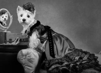Americas-Top-Dog-Model