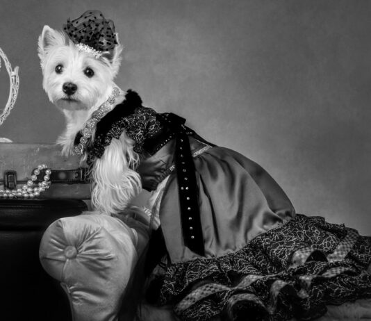 Americas-Top-Dog-Model