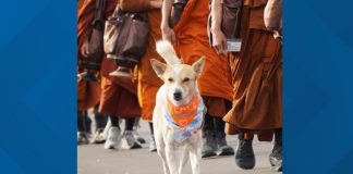 Dog seen with Buddhist monks during Walk for Peace started following them in India