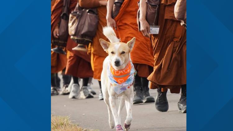 Dog seen with Buddhist monks during Walk for Peace started Dog seen with Buddhist monks during Walk for Peace started following them in India