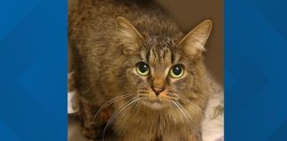 Microchip reunites lost cat with family 443 days after Hurricane Helene