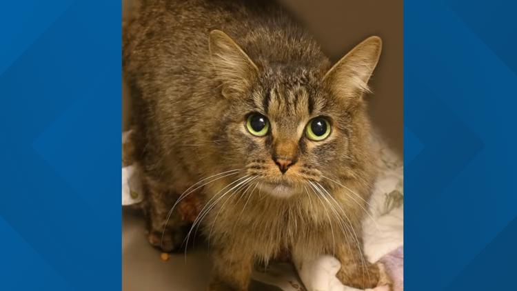 Microchip reunites lost cat with family 443 days after Hurricane Helene