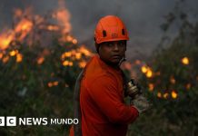 Por qué América Latina encabeza la lista mundial de pérdida de bosques tropicales y cuáles son los países más afectados