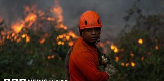Por qué América Latina encabeza la lista mundial de pérdida de bosques tropicales y cuáles son los países más afectados
