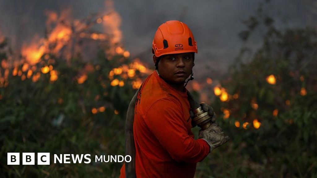Por qué América Latina encabeza la lista mundial de pérdida de bosques tropicales y cuáles son los países más afectados
