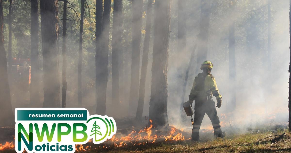 Resumen semanal de noticias de NWPB | ICE arresta a bomberos, confirman mapa de redistrito y estafas a hispanos: septiembre 5 de 2025 | Season 2025