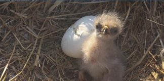 Southwest Florida eagles welcome first baby of the season