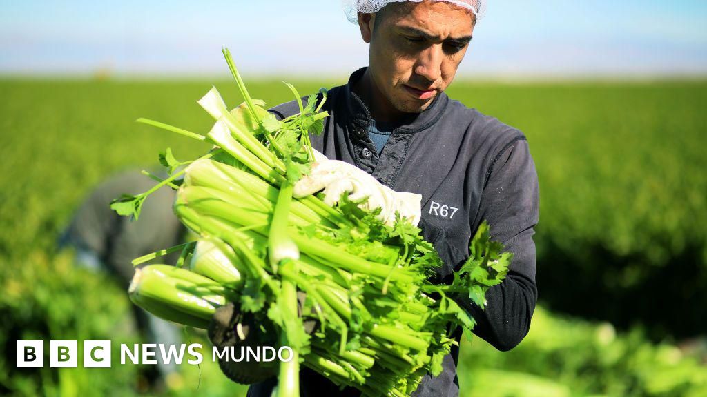 "Un día sin mexicanos": la provocadora pregunta sobre qué pasaría en California si se quedara sin migrantes