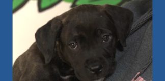 "It takes a village": Atlanta pet owners find help with free pet food vending machine
