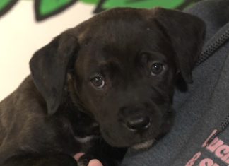 "It takes a village": Atlanta pet owners find help with free pet food vending machine