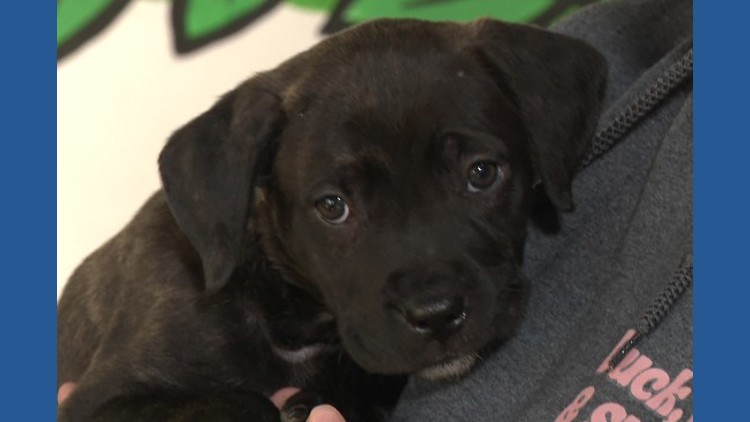 "It takes a village": Atlanta pet owners find help with free pet food vending machine