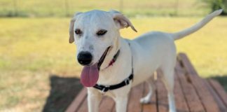 Lost on the way to a new life: Timid rescue dog Ambrose still missing in Missouri
