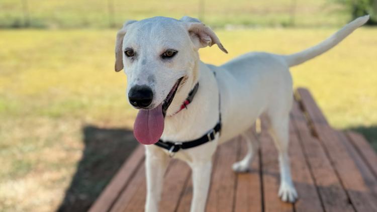 Lost on the way to a new life: Timid rescue dog Ambrose still missing in Missouri