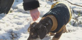 Pet safety tips to keep in mind when the weather gets dangerously cold