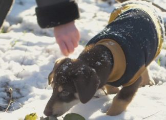 Pet safety tips to keep in mind when the weather gets dangerously cold
