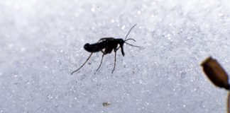 What are snow fleas? Why tiny black bugs show up on snowy days