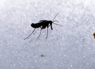 What are snow fleas? Why tiny black bugs show up on snowy days