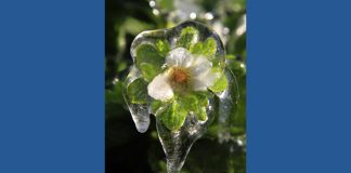 Why you should water your plants before it freezes