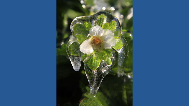 Why you should water your plants before it freezes