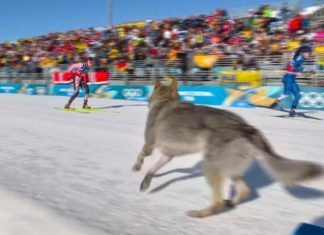 Dog's surprise Olympic debut at cross-country ski course results in epic photo finish