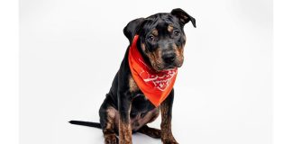 Puppy Bowl 2026: 'Team Ruff' takes on 'Team Fluff' in pre-Super Bowl show