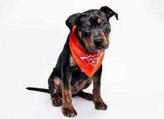 Puppy Bowl 2026: 'Team Ruff' takes on 'Team Fluff' in pre-Super Bowl show