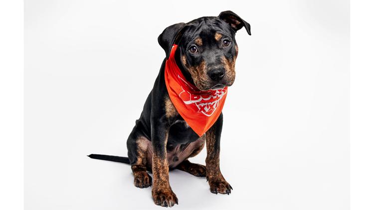 Puppy Bowl 2026: 'Team Ruff' takes on 'Team Fluff' in pre-Super Bowl show