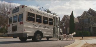 The Storybook Dog Bus turns heads, helps rescue dogs find fur-ever homes