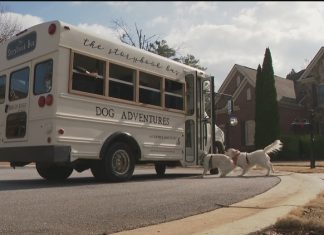 The Storybook Dog Bus turns heads, helps rescue dogs find fur-ever homes
