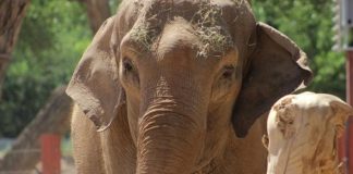 A New Mexico zoo got a surprise Sunday morning. Alice the Elephant was strolling along paths, eating the vegetation.