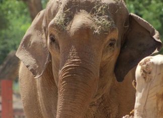 A New Mexico zoo got a surprise Sunday morning. Alice the Elephant was strolling along paths, eating the vegetation.