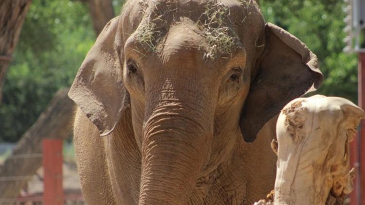 A New Mexico zoo got a surprise Sunday morning. Alice the Elephant was strolling along paths, eating the vegetation.