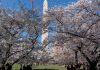 Here's when the cherry blossoms are forecast to peak on the National Mall