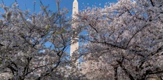 Here's when the cherry blossoms are forecast to peak on the National Mall