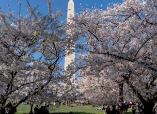 Here's when the cherry blossoms are forecast to peak on the National Mall