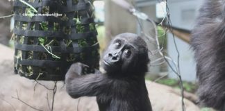 She was rejected by her mom after a C-section birth at a Texas zoo. Now, this 2-year-old gorilla is thriving in Cleveland.
