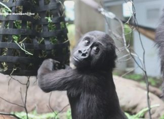 She was rejected by her mom after a C-section birth at a Texas zoo. Now, this 2-year-old gorilla is thriving in Cleveland.