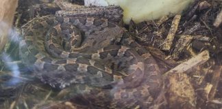 Student gets slithery surprise when she finds a venomous snake stowed away in her suitcase