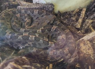 Student gets slithery surprise when she finds a venomous snake stowed away in her suitcase
