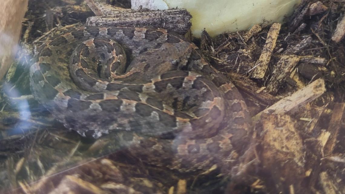 Student gets slithery surprise when she finds a venomous snake stowed away in her suitcase