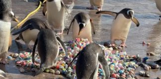 WATCH: Penguins pick courtship pebbles at Edinburgh Zoo as breeding season begins