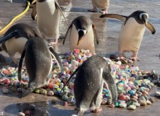 WATCH: Penguins pick courtship pebbles at Edinburgh Zoo as breeding season begins