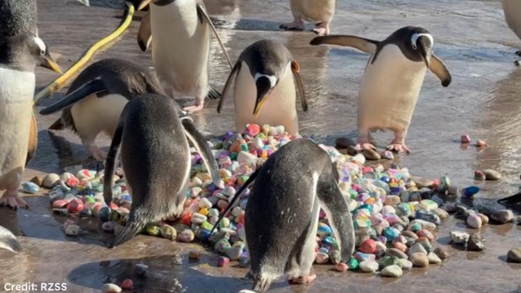 WATCH: Penguins pick courtship pebbles at Edinburgh Zoo as breeding season begins