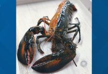 1-in-50 million lobster with split-colored shell found in Massachusetts