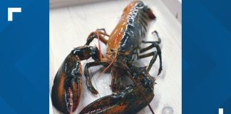 1-in-50 million lobster with split-colored shell found in Massachusetts