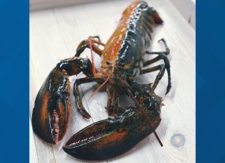 1-in-50 million lobster with split-colored shell found in Massachusetts